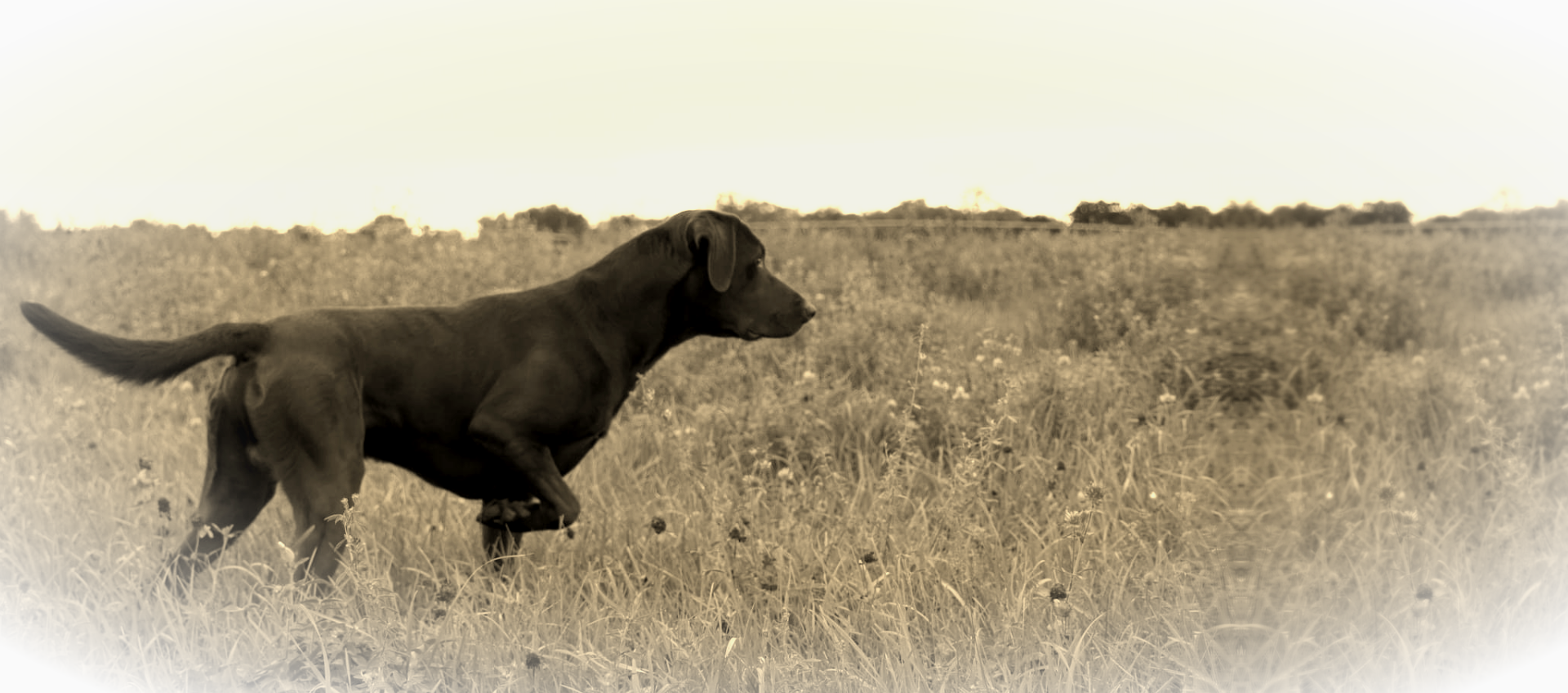 Pointing Chocolate Lab