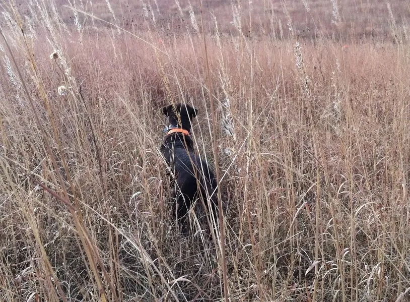 Dog in tall grass