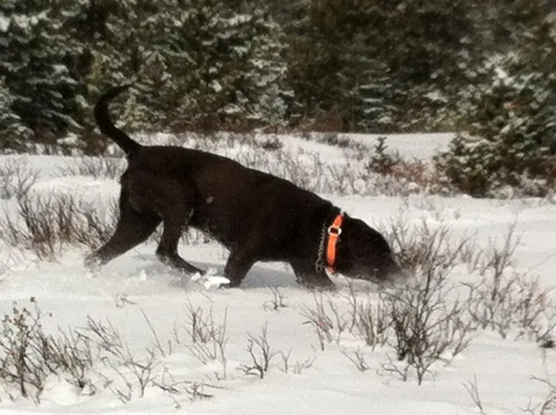 Dog in snowy mountain