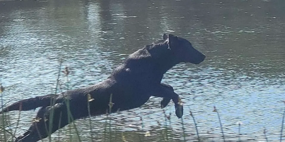 Chocolate Pointing Lab