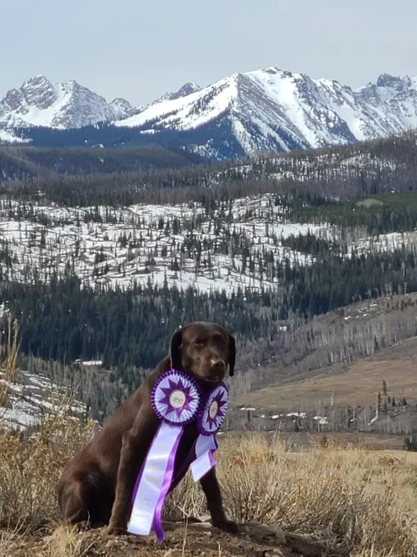Chocolate Pointing Lab