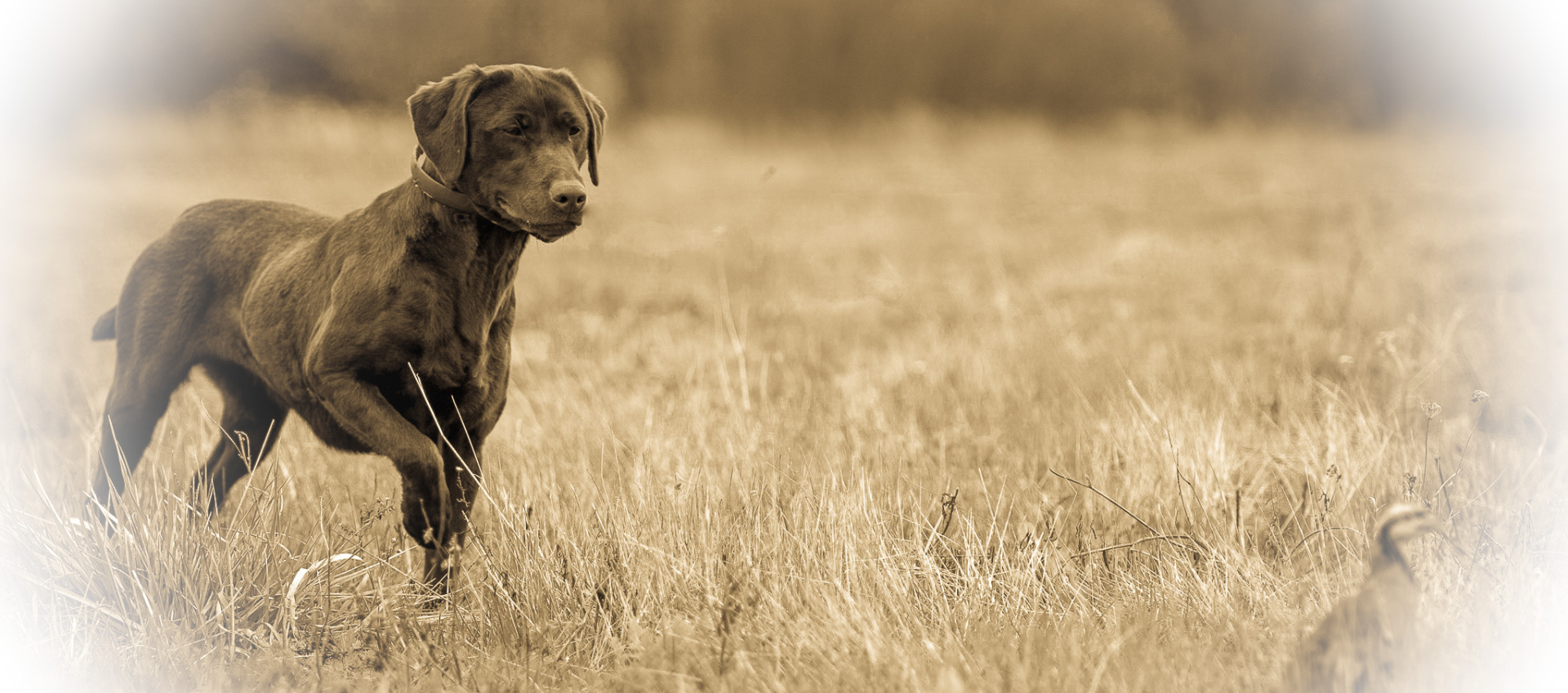 Pointing Chocolate Lab