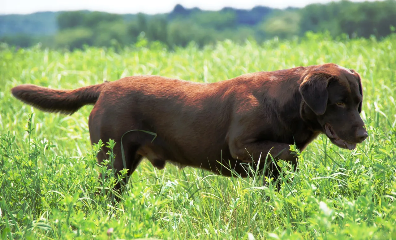 Pointing Chocolate Lab