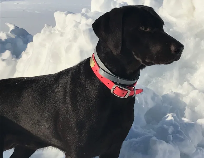 Chocolate Pointing Lab