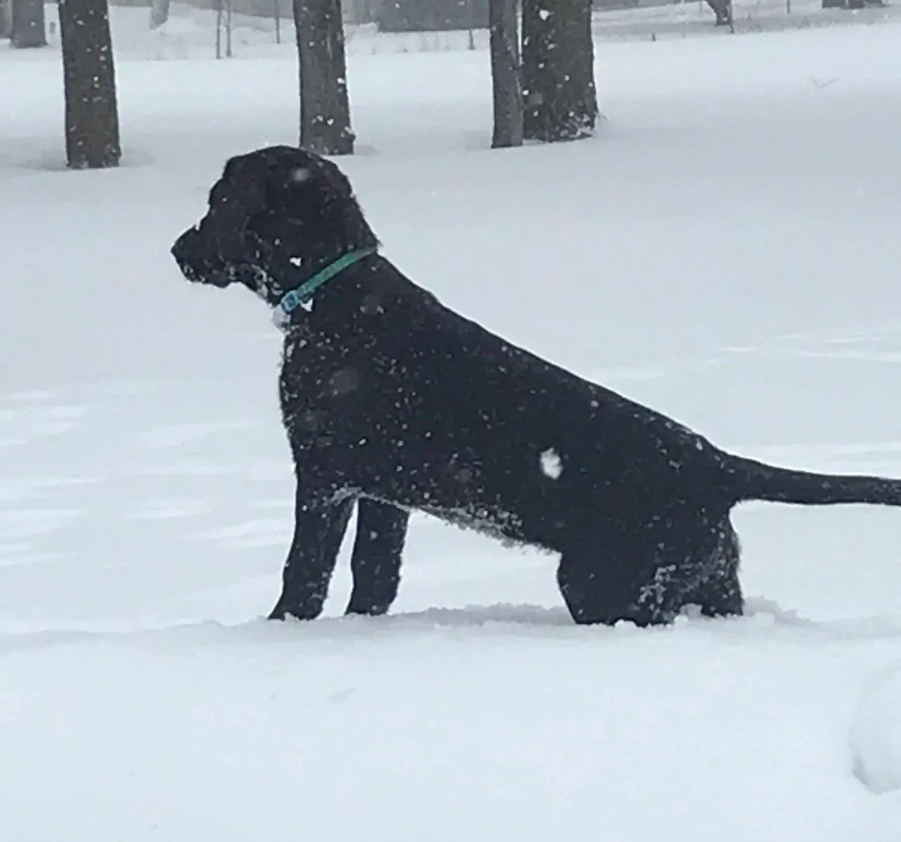 Chocolate Pointing Lab